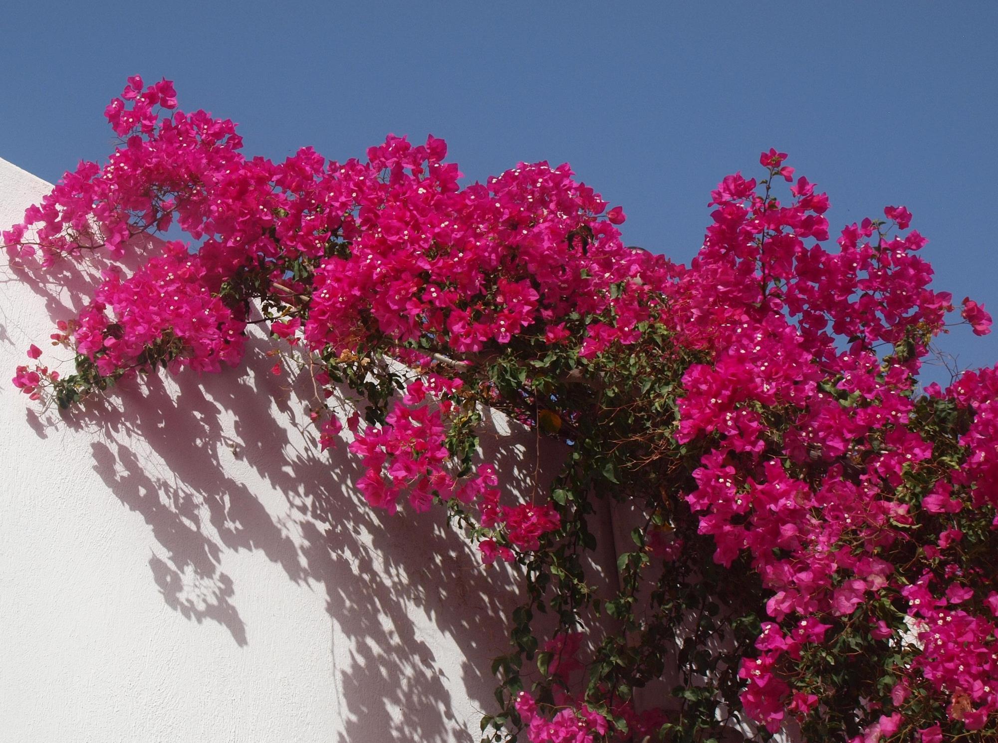 bougainvillea