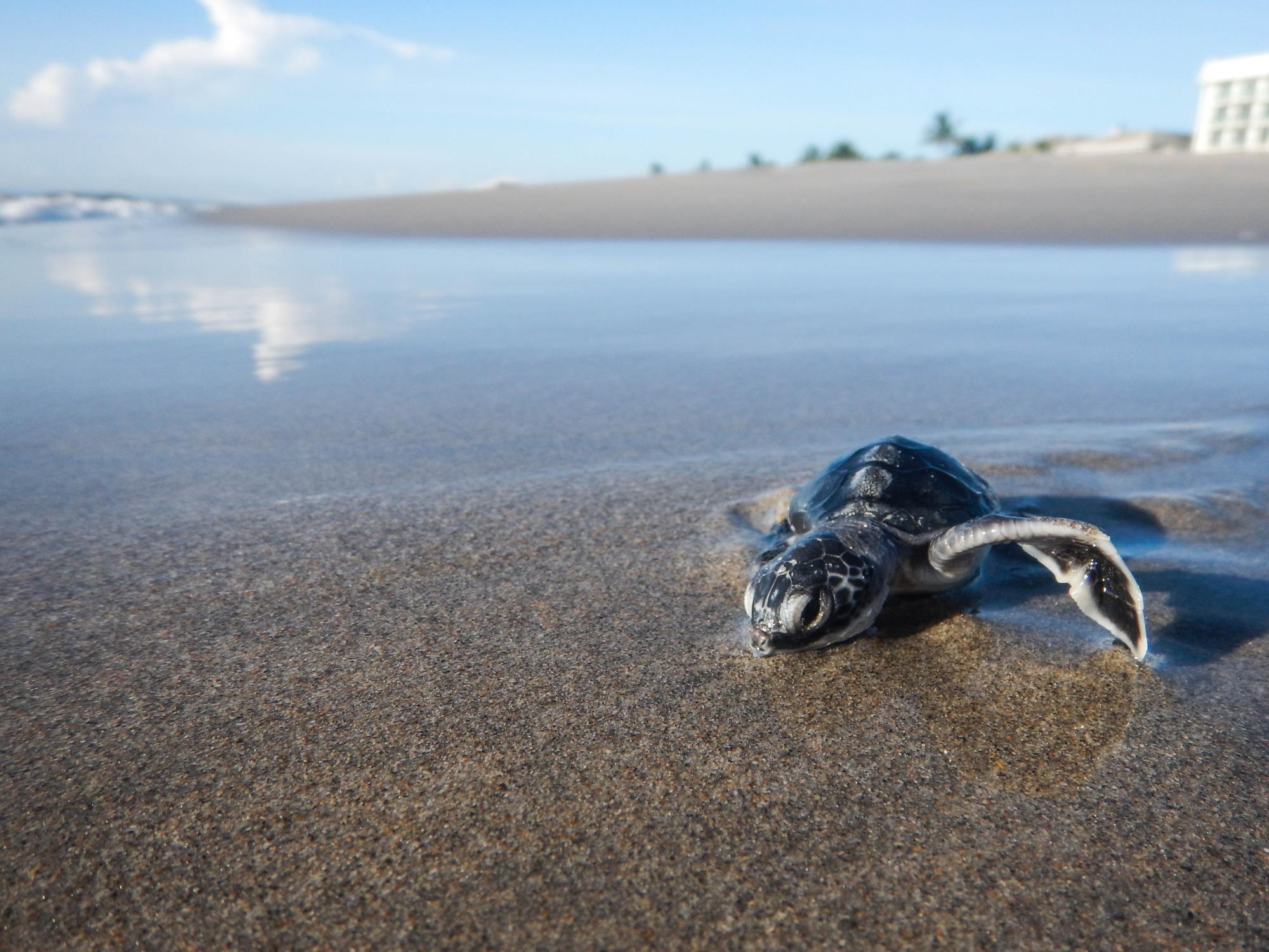 Sea Turtle Conservation Program jpg