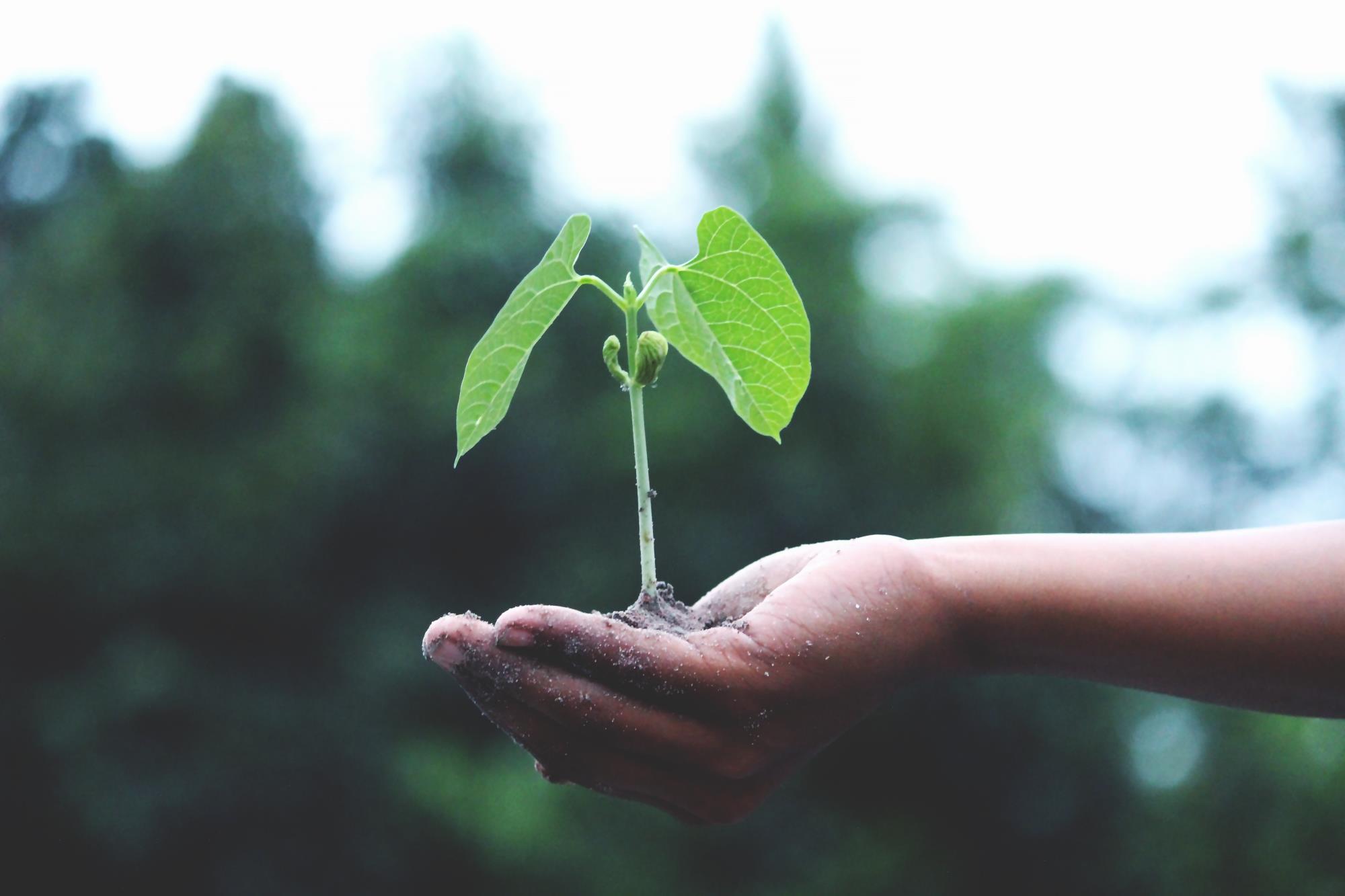 person-holding-a-green-plant