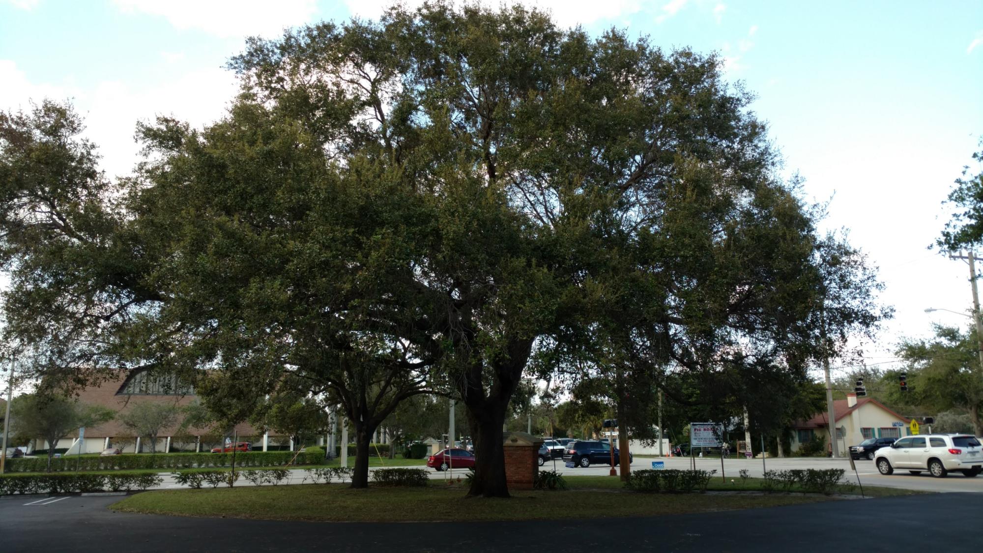 Cason United Mehodist Church-Live Oak-image000000 (002)